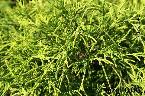 Chamaecyparis pisifera 'Sungold', Gelbe Fadenzypresse 'Sungold'