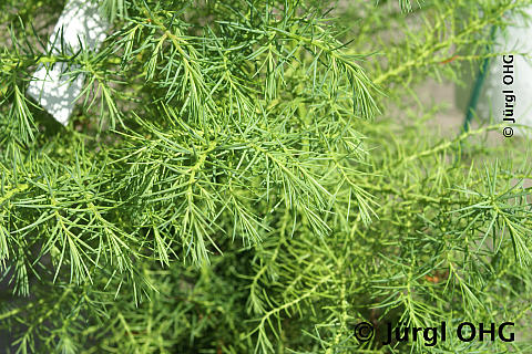 Cryptomeria japonica 'Elegans Viridis', Sicheltanne 'Elegans Viridis'