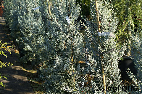 Cupressus arizonica varietas glabra 'Pyramidalis', Glatte Arizona-Zypresse 'Pyramidalis'