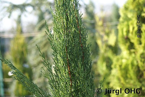 Cupressus sempervirens 'Pyramidalis', Echte Mittelmeer-Zypresse 'Pyramidalis'