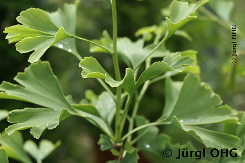 Ginkgo biloba, Ginkgo-Baum