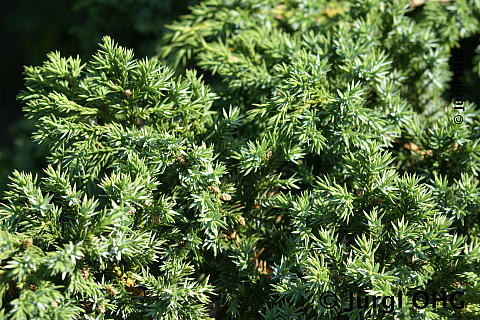 Juniperus chinensis 'Blue Alps', Chinesischer Wacholder 'Blue Alps'