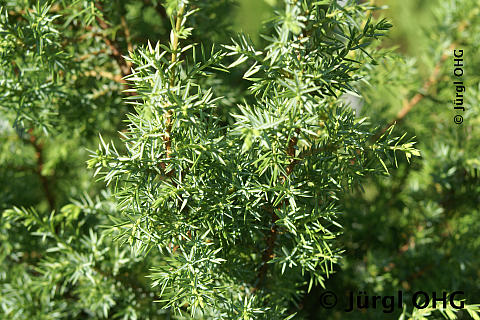 Juniperus conferta 'Hibernica', Irischer Säulenwacholder 'Hibernica'