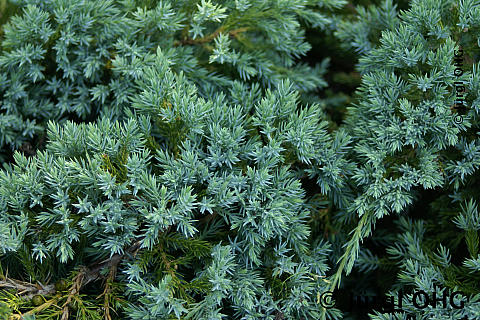 Juniperus squamata 'Blue Carpet', Blauer Bodenwacholder 'Blue Carpet'