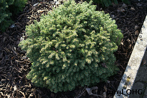 Picea abies 'Nidiformis', Nestfichte 'Nidiformis'