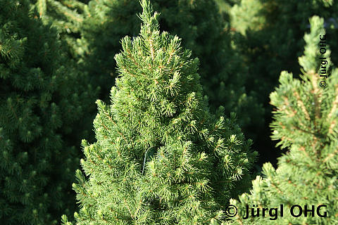 Picea glauca 'Conica', Zuckerhutfichte 'Conica'