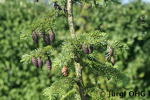 Picea omorika, Serbische Fichte