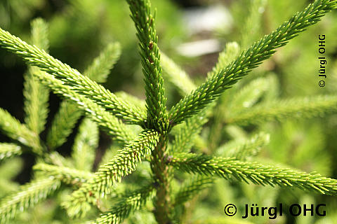 Picea orientalis 'Golden Start', Orientalische Goldfichte 'Orient Start'