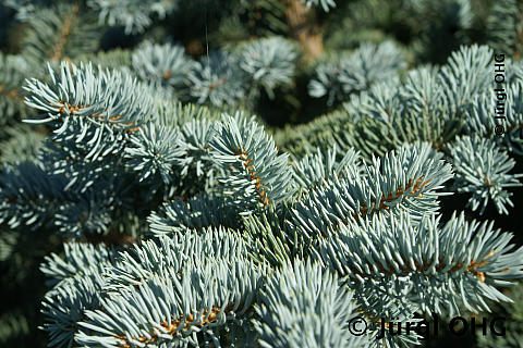 Picea pungens 'Glauca Globosa', Kleine Blaufichte 'Glauca Globosa'