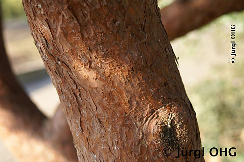 Pinus sylvestris, Waldkiefer 