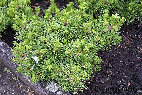 Pinus densiflora 'Jane Kluis', Japanische Strauchkiefer 'Jane Kluis'