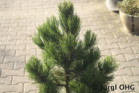 Pinus heldreichii, Schlangenhaut-Kiefer