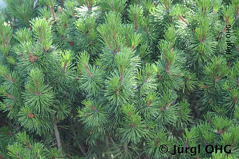 Pinus mugo 'Mughus', Krummholzkiefer 'Mughus'