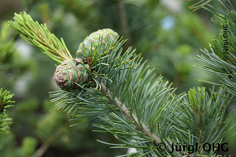 Pinus parviflora 'Glauca', Blaue Mädchenkiefer 'Glauca'