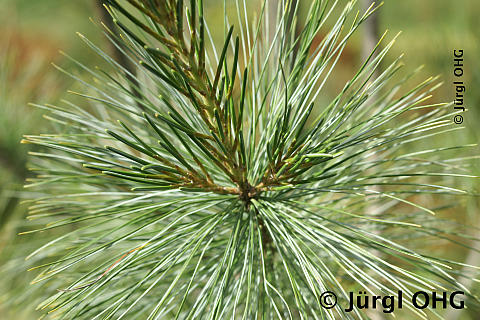Pinus strobus 'Himmelblau', Seidenkiefer 'Himmelblau'