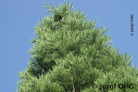 Sequoiadendron giganteum, Mammutbaum