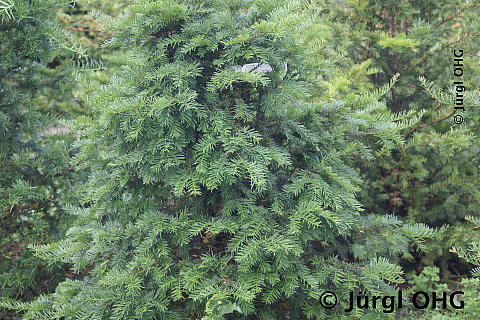 Taxus baccata, Heimische Eibe