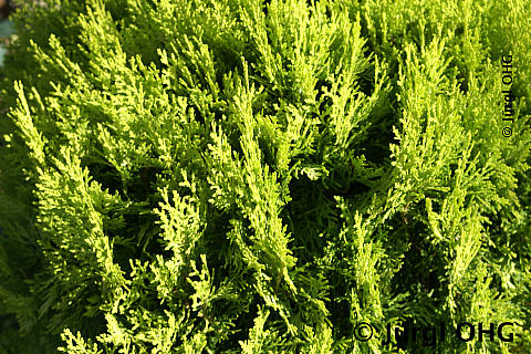 Thuja occidentalis 'Aurea Nana', Gelber Zwerg-Lebensbaum 'Aurea Nana'