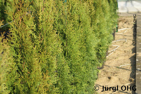 Thuja occidentalis 'Smaragd', Lebensbaum 'Smaragd'