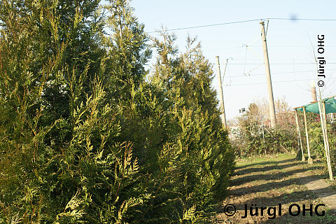 Thuja plicata 'Atrovirens', Lebensbaum 'Atrovirens'