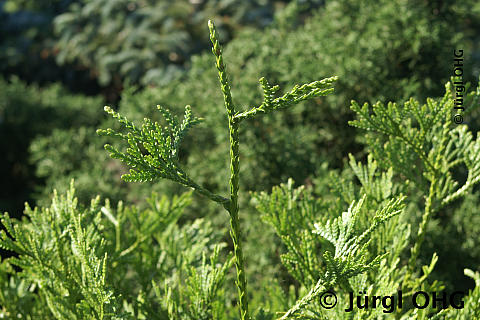 Thujopsis dolabrata, Hiba-Lebensbaum 