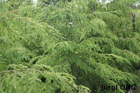 Tsuga canadensis, Kanadische Hemlocktanne 