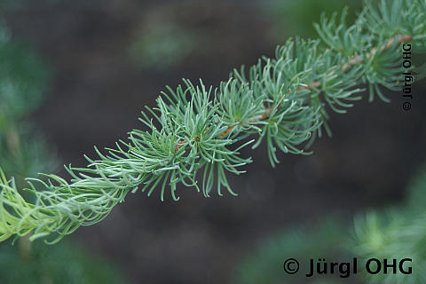 Larix kaempferi 'Diana', Japanische Lärche 'Diana'