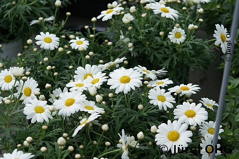 Argyranthemum frutescens, Strauchmargerite