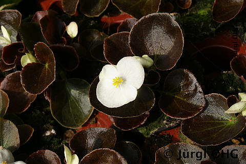 Begonia semperflorens, Eisbegonie