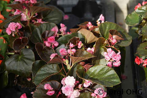 Begonia semperflorens, Eisbegonie, gefüllt