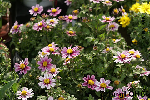 <tmpl_var block_image3_description | HTML >
