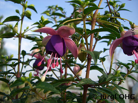 Fuchsia, Fuchsie