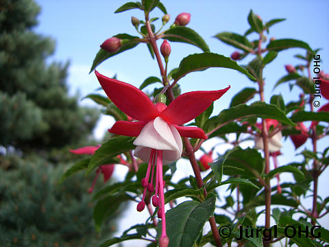 Fuchsia, Fuchsie