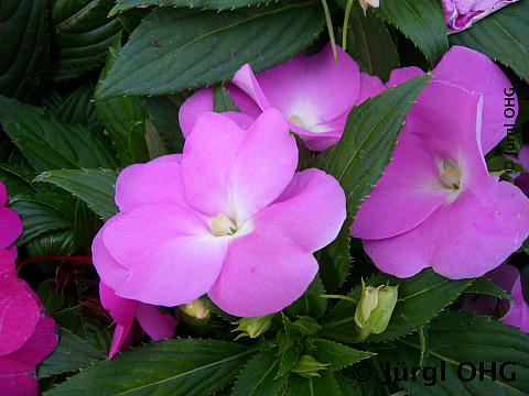 Impatiens neuguinea, Edellieschen