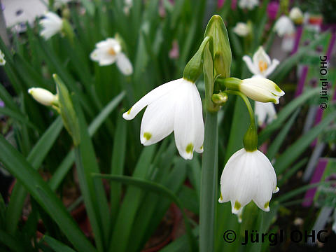 Leucojum vernum, Märzenbecher