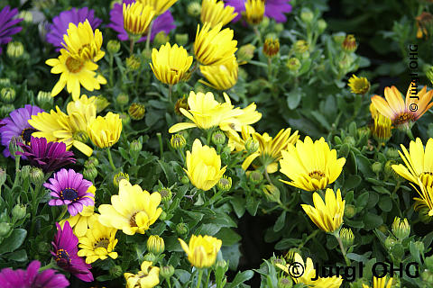 Osteospermum ecklonis, Bornhom-Margerite