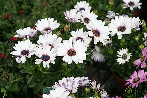 Osteospermum ecklonis, Bornhom-Margerite