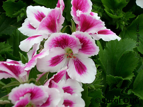 Pelargonium grandiflorum, Englische Pelargonie