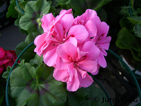 Pelargonium peltatum, Hängende Geranie