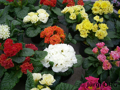 <tmpl_var block_image3_description | HTML >
