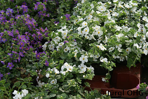 <tmpl_var block_image2_description | HTML >
