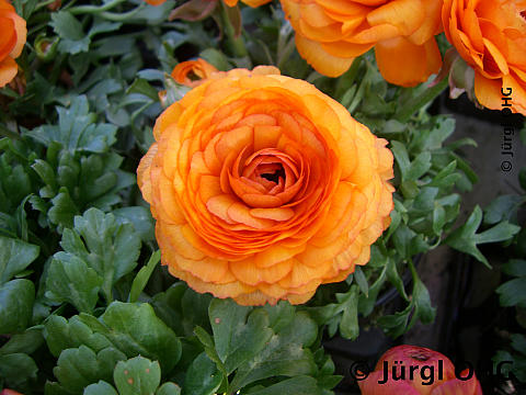 Ranunculus asiaticus 'Bloomingdale', Ranunkel 'Bloomingdale'