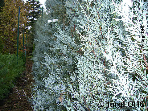 Cupressus arizonica 'Fastigiata', Säulen-Arizona-Zypresse 'Fastigiata'