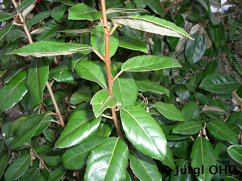 Elaeagnus ebbingei, Wintergrüne Ölweide