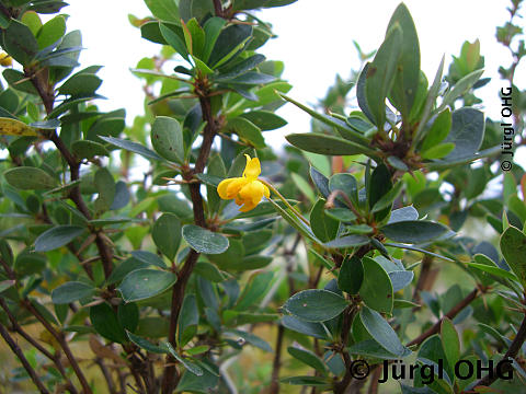 Berberis buxifolia 'Nana', Grüne Polsterberberitze 'Nana'