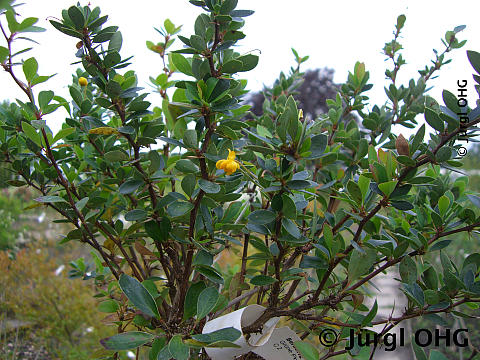 Berberis buxifolia 'Nana', Grüne Polsterberberitze 'Nana'
