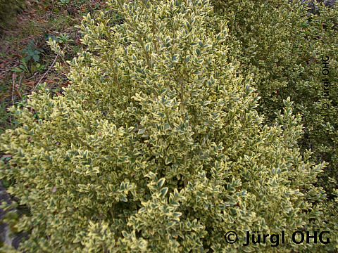 Buxus sempervirens 'Elegans', Gewöhnlicher Buchsbaum 'Elegans'