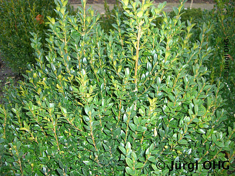 Buxus sempervirens varietas arborescens, Gewöhnlicher Buchsbaum