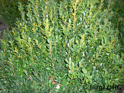Buxus sempervirens varietas arborescens, Gewöhnlicher Buchsbaum