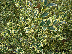 Buxus sempervirens 'Elegans', Gewöhnlicher Buchsbaum 'Elegans'